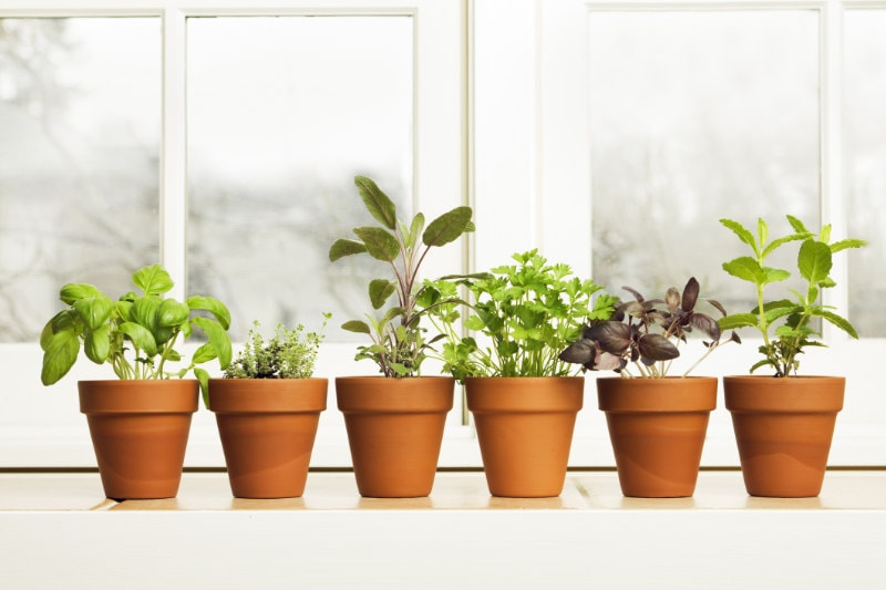 Controlling Humidity in Your Home. Subject: A potted herb garden by the kitchen window.